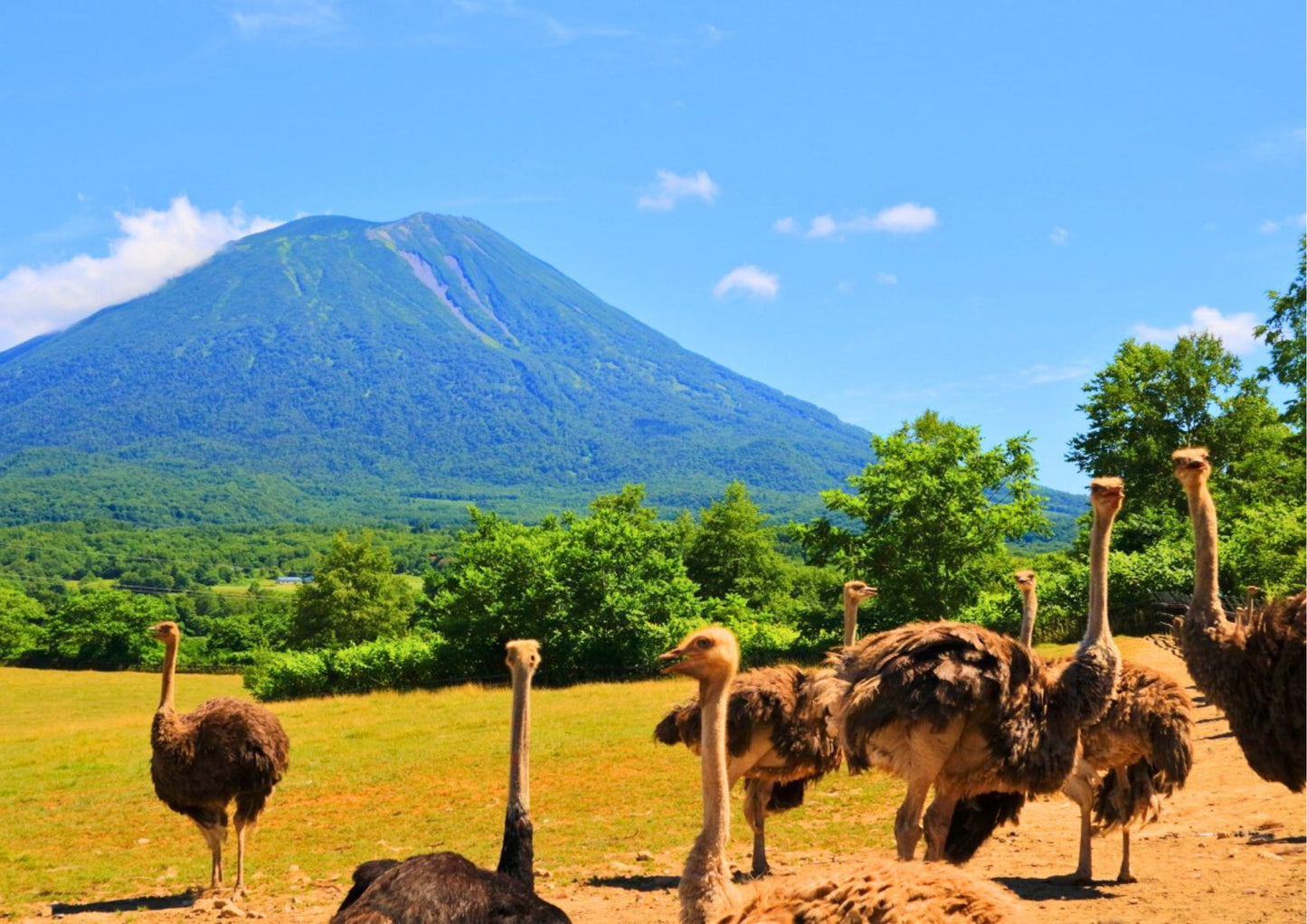 7 DAYS CENTRAL HOKKADIO PRIVATE TOUR