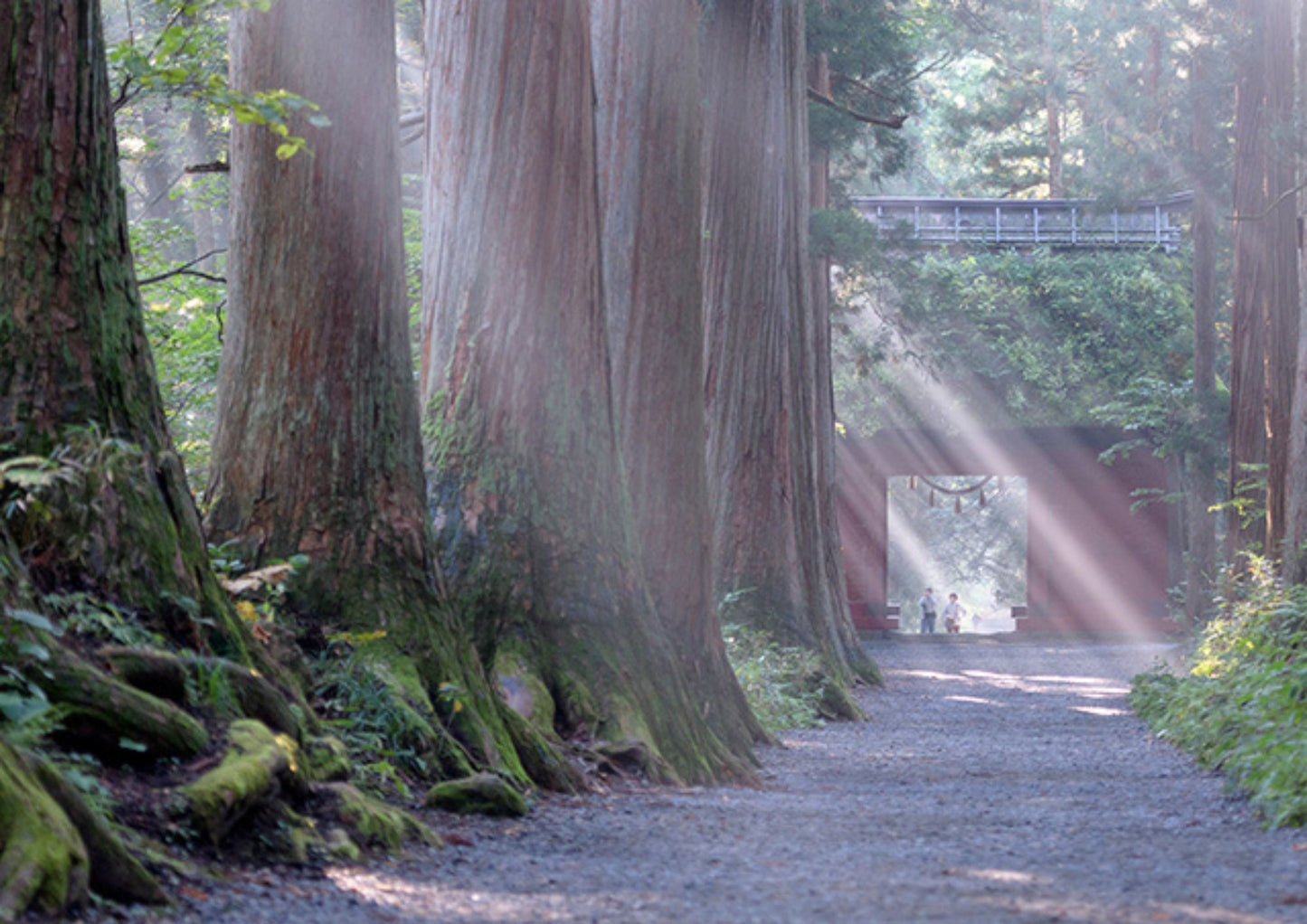 13天甲信越私人包團