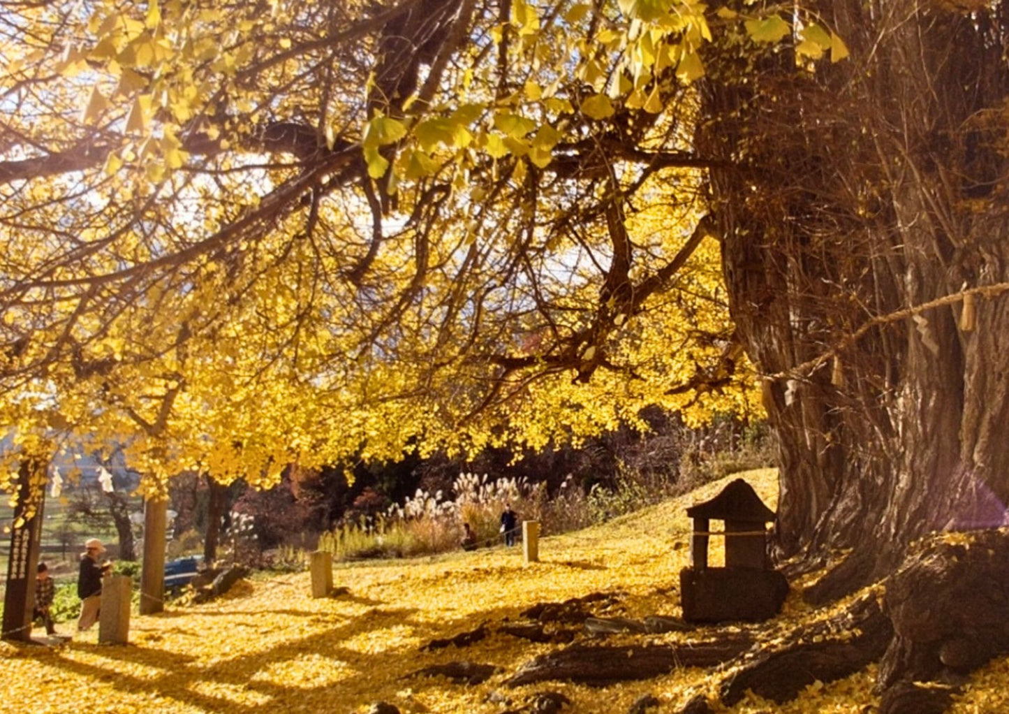 10天甲信越私人包團