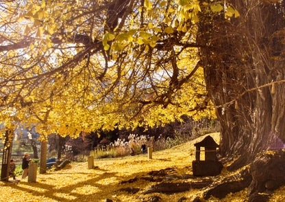 10天甲信越私人包團