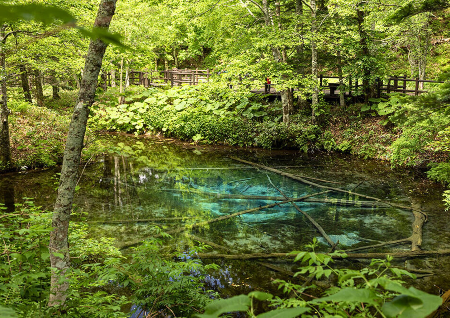 7 天北海道道東私人包團