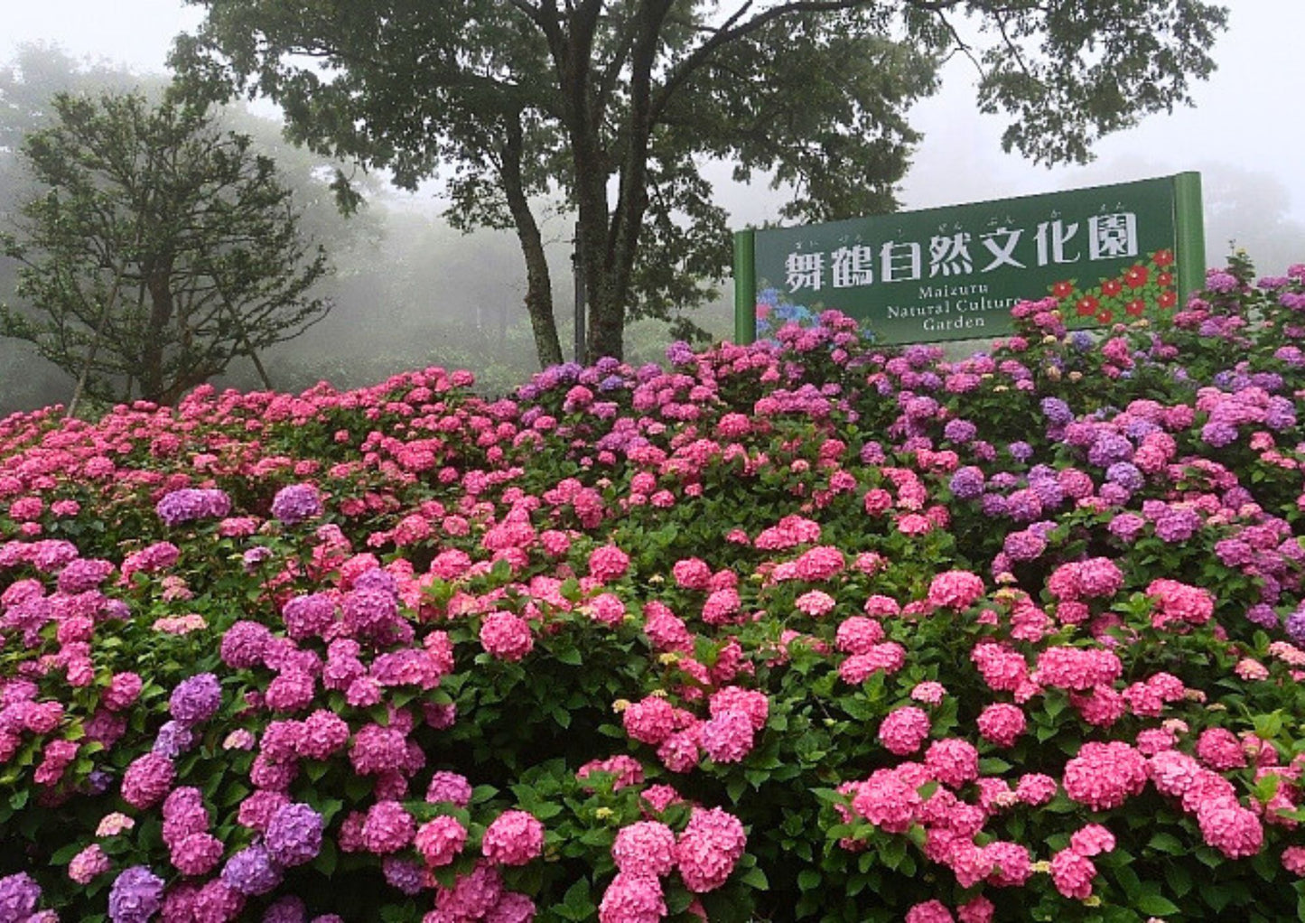 7天東關西私人包團