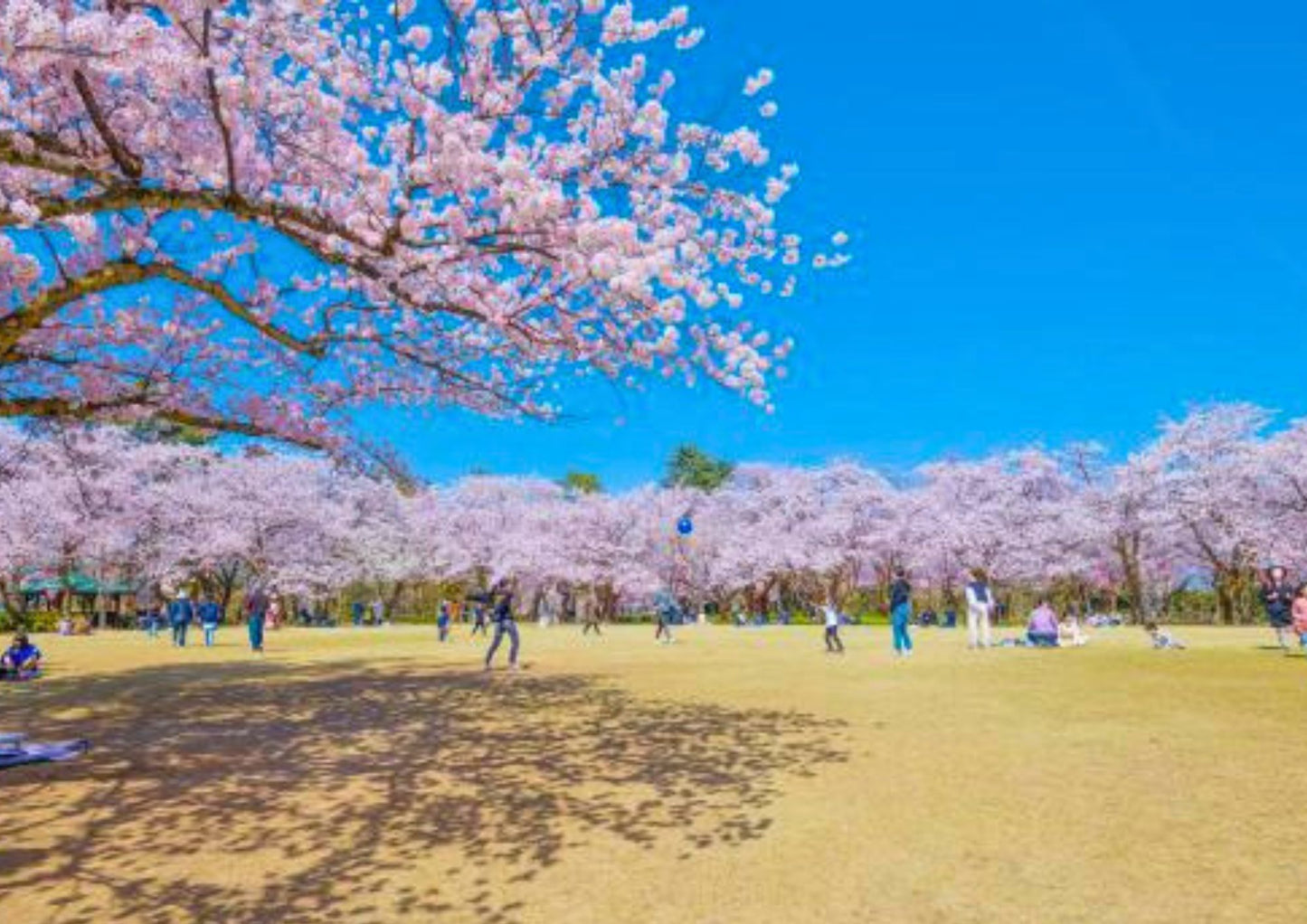 7 DAYS TATEYAMA PRIVATE TOUR