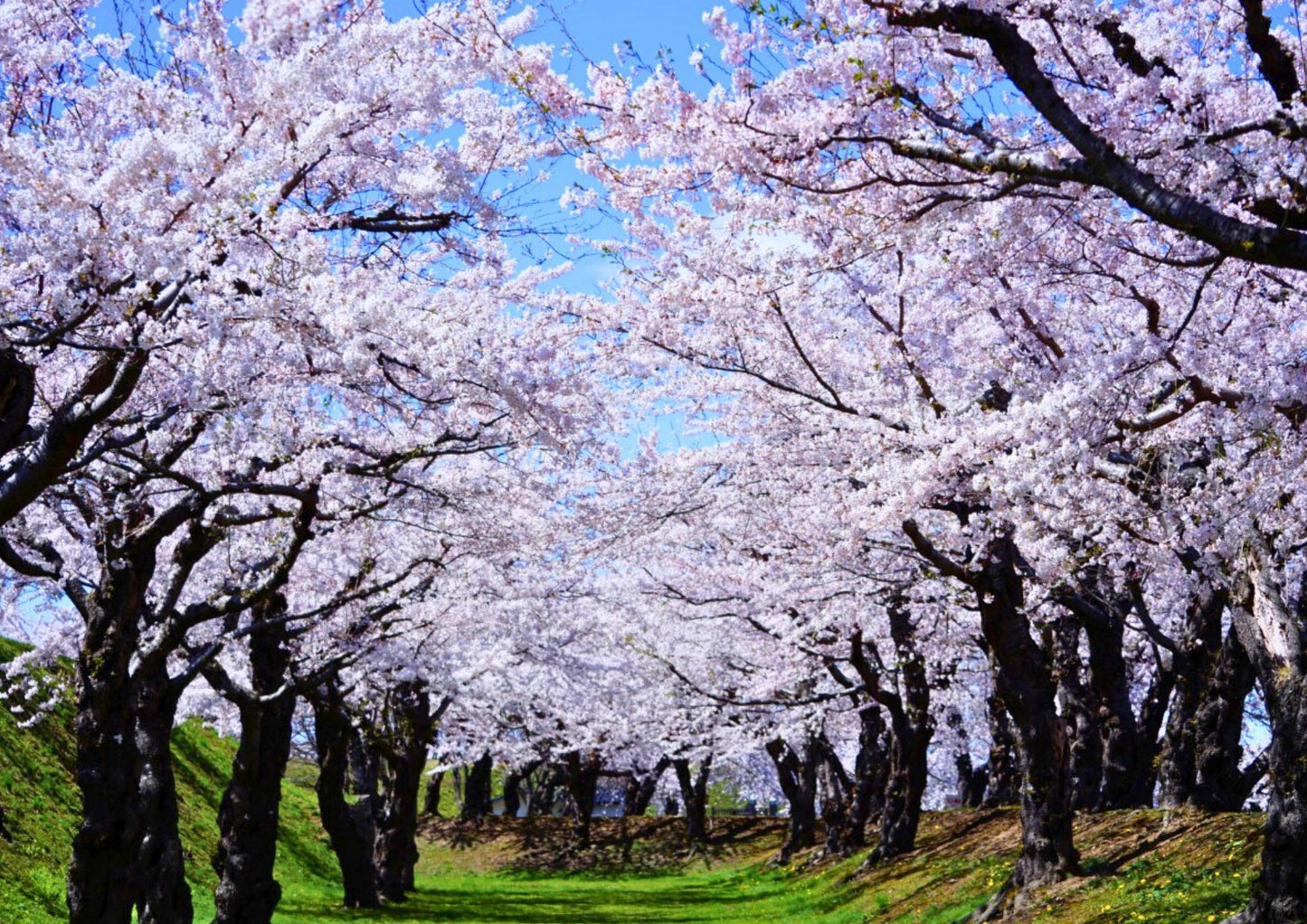 7 天北海道道南私人包團