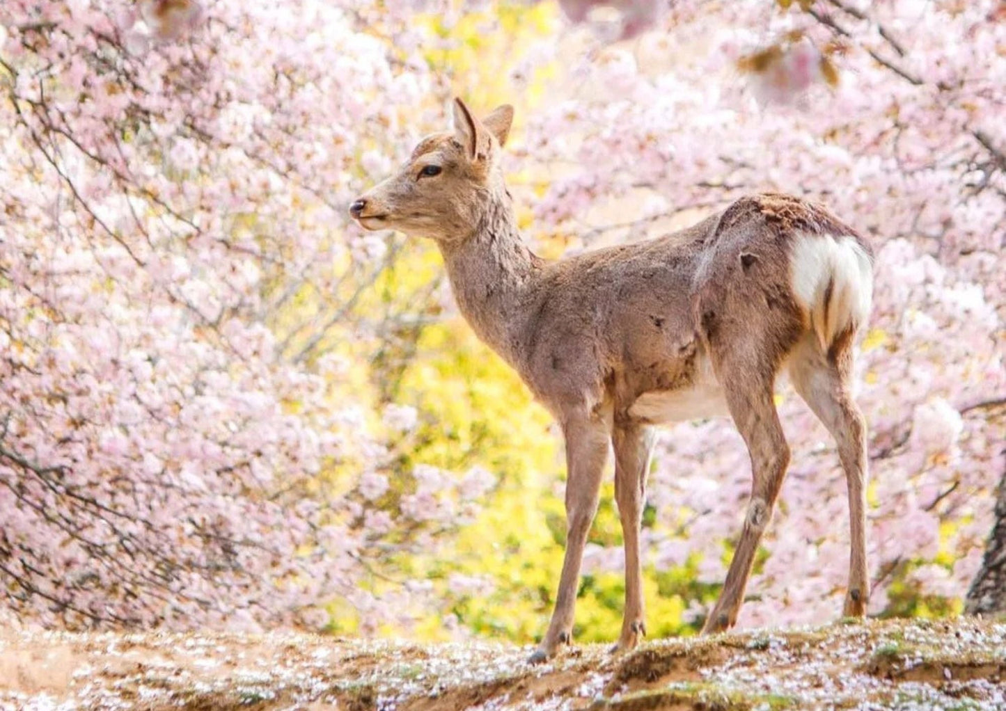 6天東關西私人包團