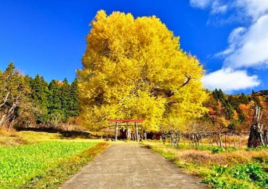 10 DAYS KOSHINETSU PRIVATE TOUR