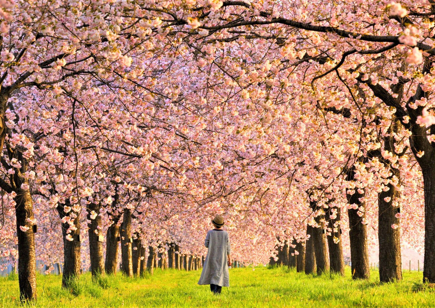 10天甲信越私人包團