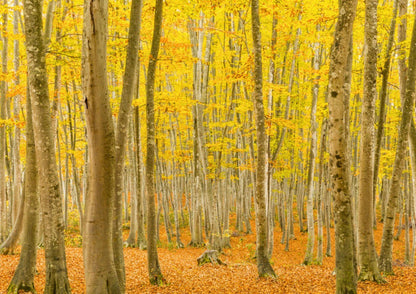 10天甲信越私人包團