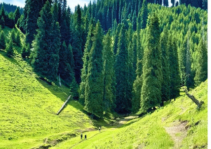 10 DAYS NORTH & WEST XINJIANG PRIVATE TOUR
