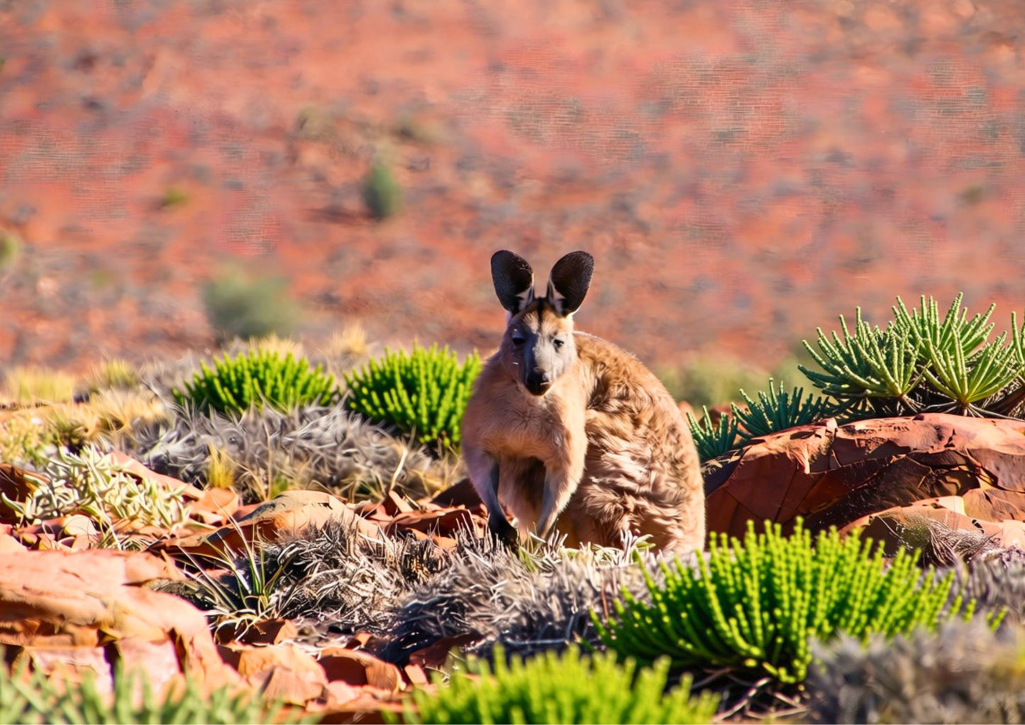 8 DAYS SOUTHERN AUSTRALIA PRIVATE TOUR