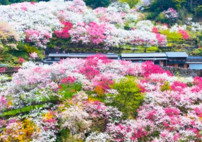 7間の立山黒部プライベートツアー