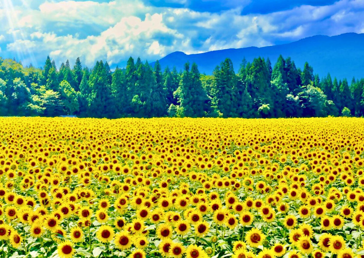 10天甲信越私人包團