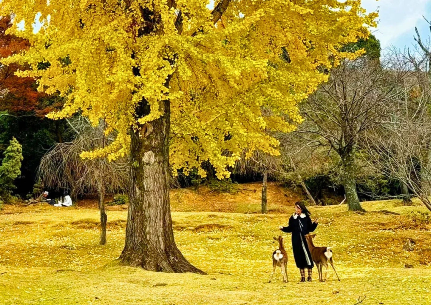 7天東關西私人包團