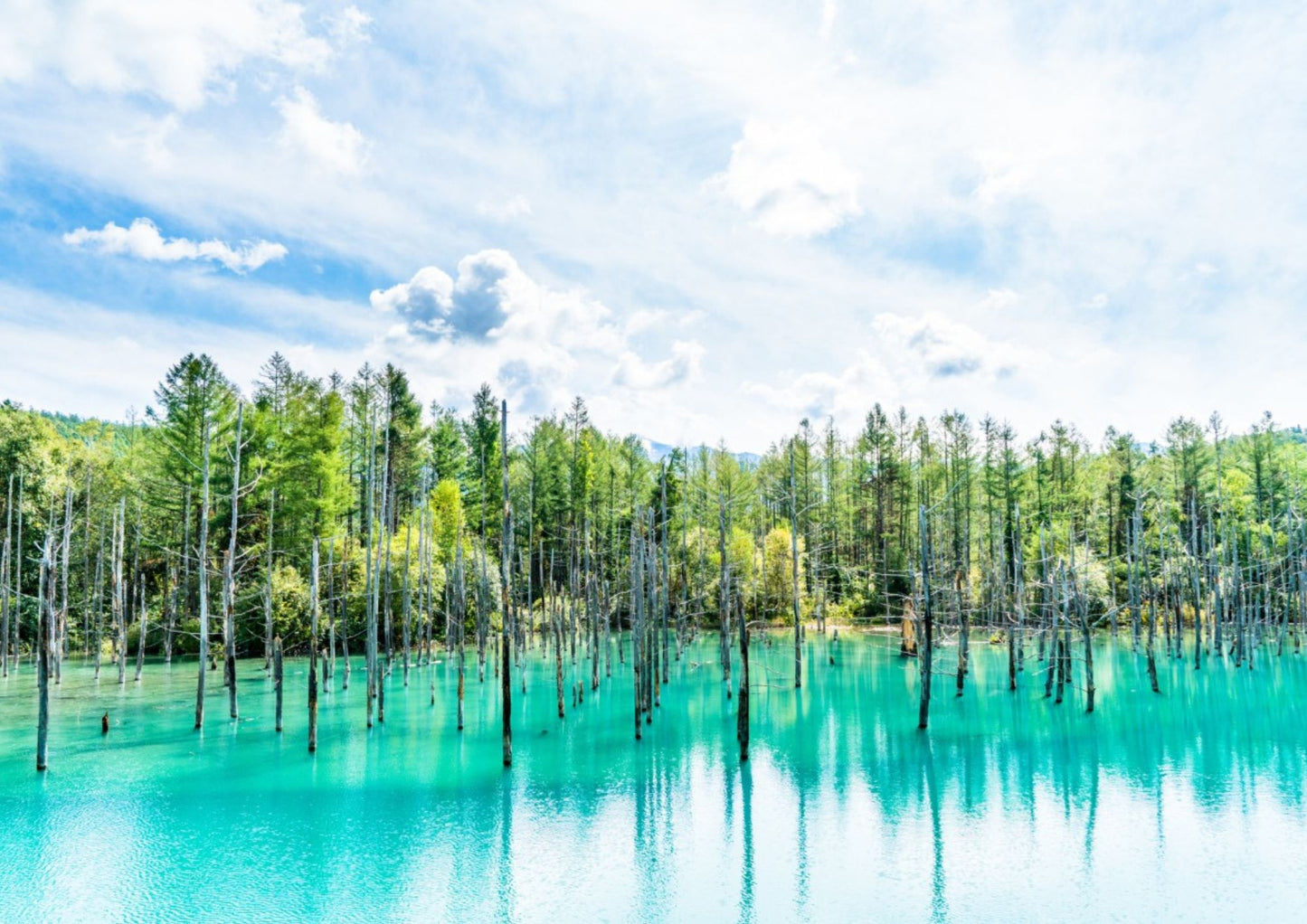 7 天北海道道央私人包團