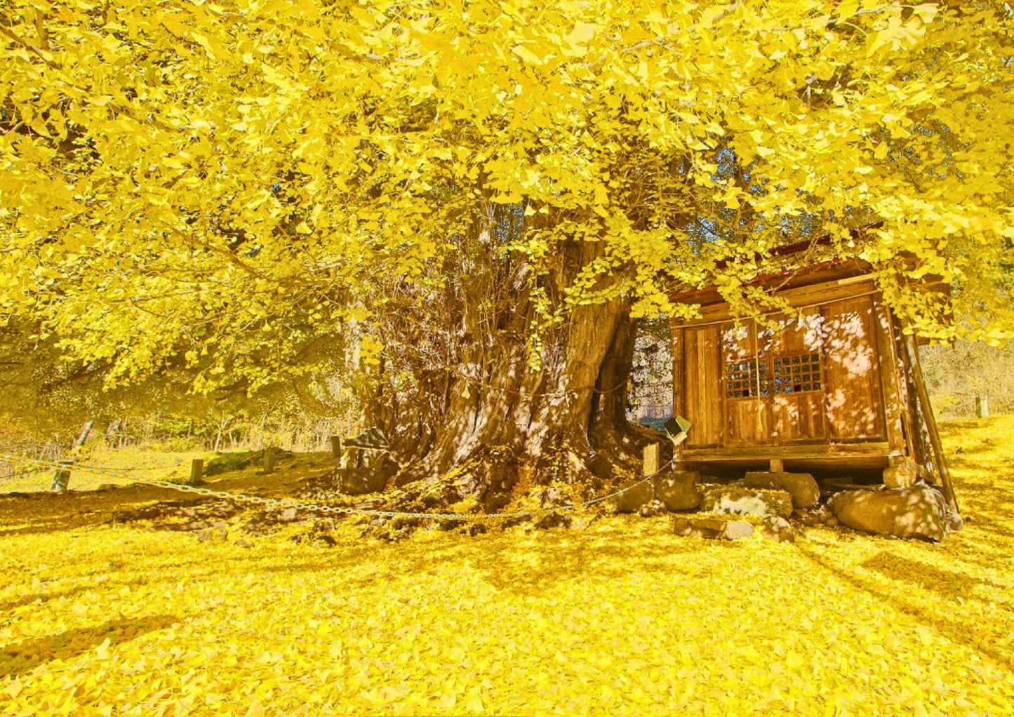 10天甲信越私人包團