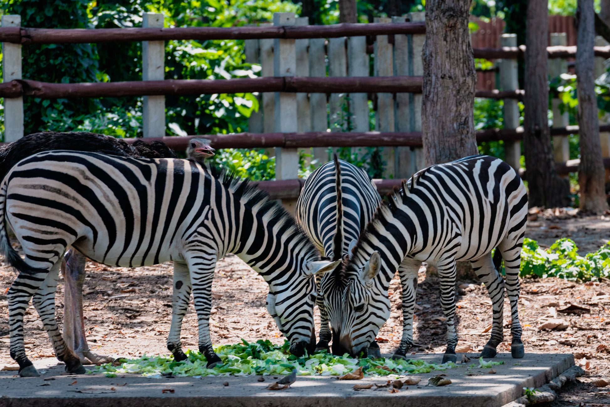 Khao Kheow Open Zoo