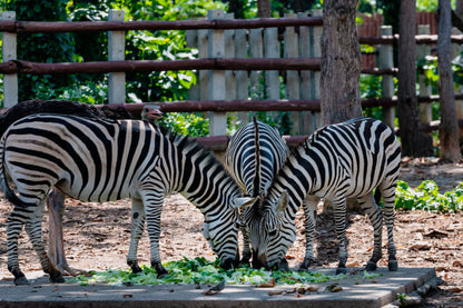 Khao Kheow Open Zoo